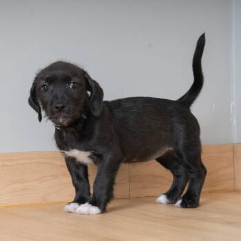 Kraut D69882 -  Dachshund and Terrier Dog for Adoption in Minnetonka, Minnesota - Kraut D69882 | PetCurious