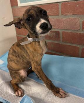 A2098300 -  Staffordshire Bull Terrier and Mixed Breed Dog for Adoption in Houston, Texas - A2098300 | PetCurious