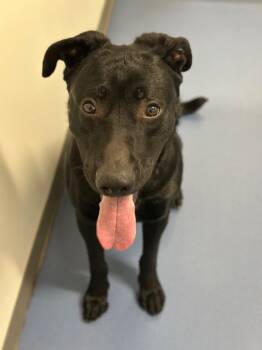 Labrador Retriever and German Shepherd Dog Dogs Available for Adoption in Loveland, Colorado - SHADOW | PetCurious