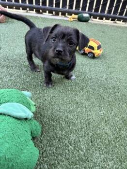 License -  Mixed Breed Dog for Adoption in Pleasanton, California - License | PetCurious