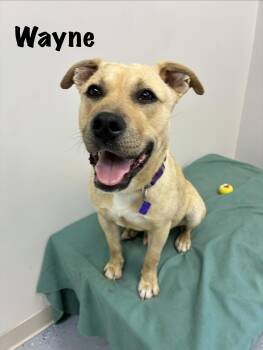 Shepherd Dogs Available for Adoption - Wayne | PetCurious