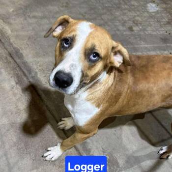 Rescue Beagle Dogs for Adoption in Madill, Oklahoma - Logger | PetCurious