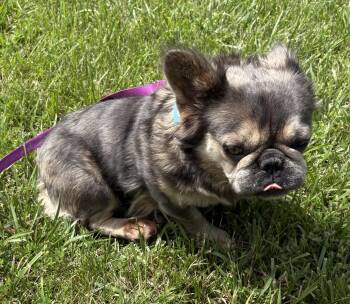 Reese -  French Bulldog Dog for Adoption in Fenton, Missouri - Reese | PetCurious