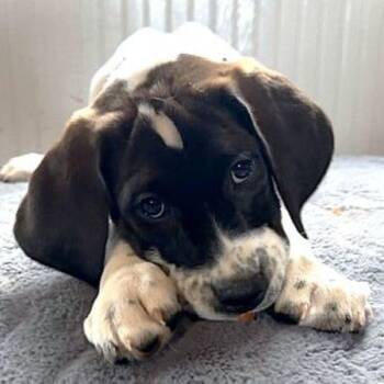 Retriever and Spaniel Dogs Available for Adoption in Fargo, North Dakota - Walkman | PetCurious