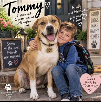 Tommy -  Labrador Retriever and Otterhound Dog for Adoption in Cumming, Georgia - Tommy | PetCurious