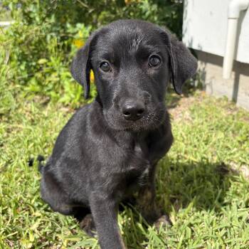 Bentley -  Belgian Shepherd Malinois and Dutch Shepherd Dog Available for Adoption in Harlingen, Texas - Bentley | PetCurious