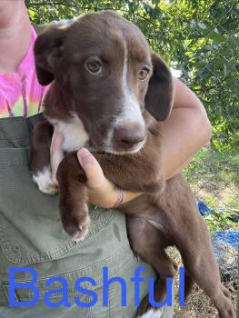 Bashful -  Australian Shepherd and Labrador Retriever Dog for Adoption in Zimmerman, Minnesota - Bashful | PetCurious
