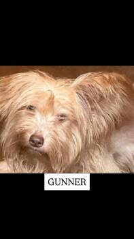 Rescue Chinese Crested Dog Dogs for Adoption in Dallas, Pennsylvania - GUNNER | PetCurious