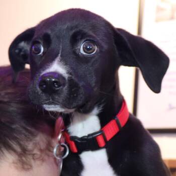 Maple -  Mixed Breed Dog for Adoption in Port Washington, New York - Maple | PetCurious
