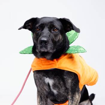Rescue Shepherd and Labrador Retriever Dogs for Adoption in Columbia, South Carolina - Bluebell | PetCurious