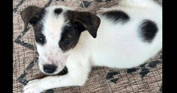 Mixed Breed Dogs Available for Adoption in Dallas, Texas - Nevada Pups: Butter | PetCurious