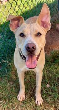 AC - Frosty Puff -  Labrador Retriever and Pit Bull Terrier Dog for Adoption in Brewster, New York - AC - Frosty Puff | PetCurious