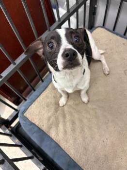 Chihuahua Dogs Available for Adoption - Crowly | PetCurious