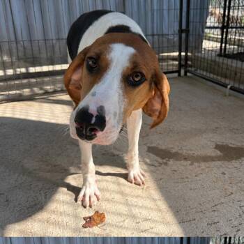 Rue -  Treeing Walker Coonhound Dog for Adoption in Columbus, North Carolina - Rue | PetCurious