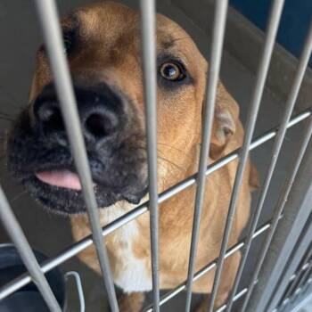 Hansen -  Labrador Retriever Dog for Adoption in Kingman, Arizona - Hansen | PetCurious