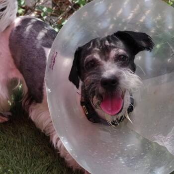 Shih Tzu and Mixed Breed Dogs Available for Adoption in Miami, Florida - Rascal | PetCurious
