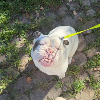 Chappy -  English Bulldog Dog for Adoption in Huber Heights, Ohio - Chappy | PetCurious