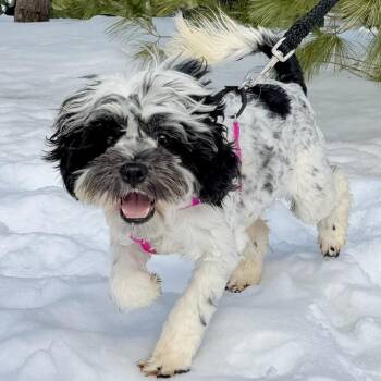 Havanese and Mixed Breed Dogs Available for Adoption - Biscuit | PetCurious
