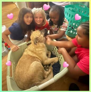 Summer -  Anatolian Shepherd Dog for Adoption in Plano, Texas - Summer | PetCurious