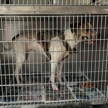 Rescue Mixed Breed Dogs for Adoption in Huntington, West Virginia - Target Stray Hold 9/13 | PetCurious