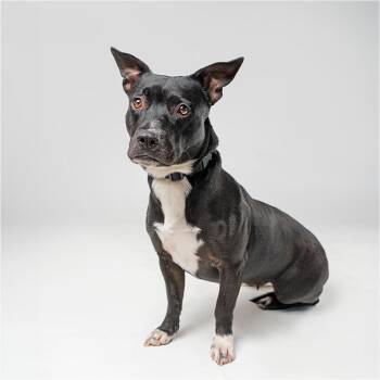 Elsie -  Mixed Breed Dog for Adoption in Palm Springs, California - Elsie | PetCurious