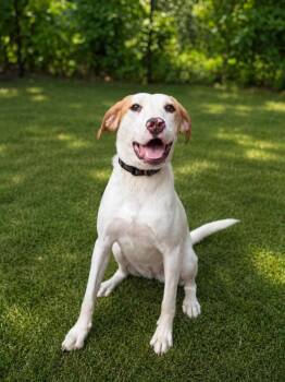 Lucille -  Beagle and Terrier Dog for Adoption in Lindenhurst, New York - Lucille | PetCurious