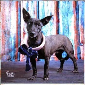 Rescue Terrier Dogs for Adoption in Santa Monica, California - Poppy | PetCurious