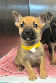 Crackle -  German Shepherd Dog Dog for Adoption in Lodi, California - Crackle | PetCurious