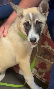 Athena -  German Shepherd Dog and Anatolian Shepherd Dog for Adoption in Elizabethton, Tennessee - Athena | PetCurious