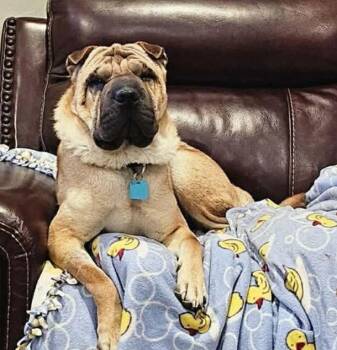 Creed -  Shar Pei Dog for Adoption in Lake Forest, California - Creed | PetCurious