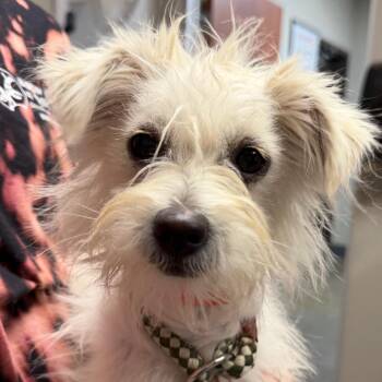 Spunky -  Terrier Dog Available for Adoption in Yuma, Arizona - Spunky | PetCurious