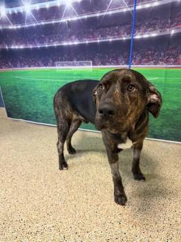 HERO -  Plott Hound and Mixed Breed Dog for Adoption in Doral, Florida - HERO | PetCurious