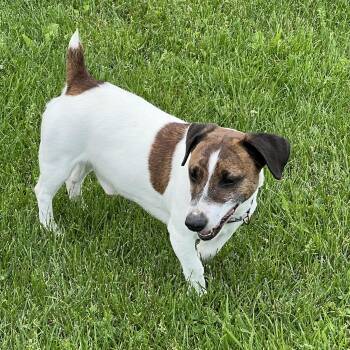 Buddy -  Jack Russell Terrier Dog for Adoption in Elkton, Michigan - Buddy | PetCurious