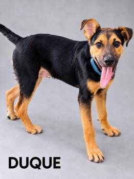 Duque -  German Shepherd Dog Dog for Adoption in Lucas, Texas - Duque | PetCurious