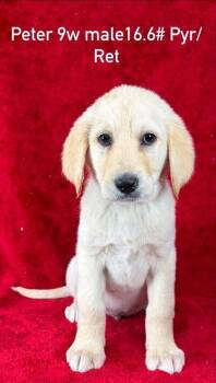 Great Pyrenees and Retriever Dogs Available for Adoption in Brewster, New York - Peter (P Puppies) | PetCurious