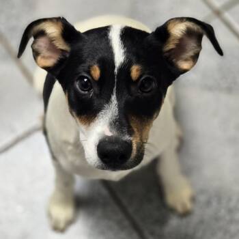 Jack Russell Terrier and Mixed Breed Dogs Available for Adoption - Ike | PetCurious