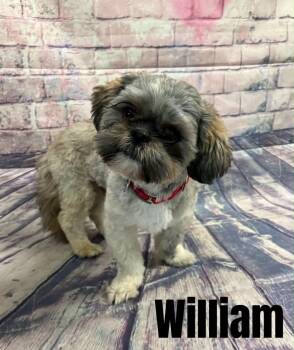 William -  Shih Tzu Dog for Adoption in Quincy, Michigan - William | PetCurious