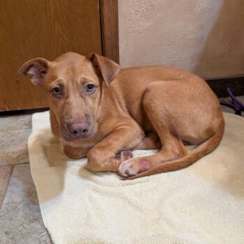 Tonka -  Labrador Retriever and Mixed Breed Dog for Adoption in Milan, Illinois - Tonka | PetCurious