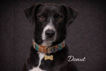 Labrador Retriever Dogs Available for Adoption in Livingston, Texas - Donut | PetCurious