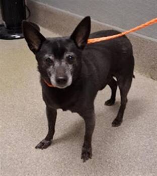 Chihuahua Dogs Available for Adoption - JACKSON | PetCurious