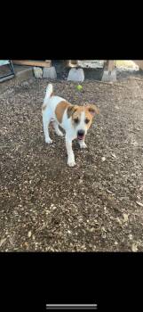 Rescue Australian Cattle Dog Blue Heeler and Corgi Dogs for Adoption in Johnson City, Texas - Tristan | PetCurious