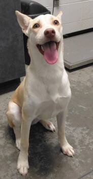 Tansy -  Mixed Breed Dog for Adoption in Henderson, North Carolina - Tansy | PetCurious