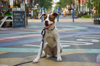 Rescue Mixed Breed Dogs for Adoption in Mount Royal, Quebec - Caramel | PetCurious