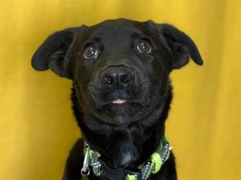 Percy -  Labrador Retriever and Shepherd Dog for Adoption in Portland, Oregon - Percy | PetCurious