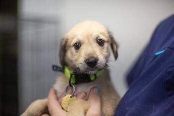 Panda -  Labrador Retriever Dog for Adoption in Mountain Home, Arkansas - Panda | PetCurious