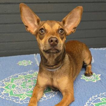 FOSTER NEEDED - Comet -  Chihuahua and Mixed Breed Dog for Adoption - FOSTER NEEDED - Comet | PetCurious