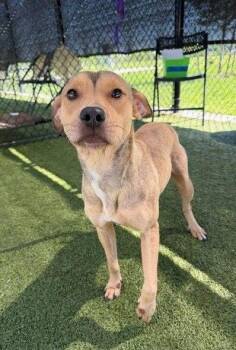 Terrier Dogs Available for Adoption in Bloomfield, Connecticut - Carolina | PetCurious