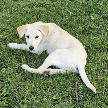 Keely -  Mixed Breed Dog for Adoption in Buffalo, Minnesota - Keely | PetCurious