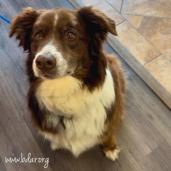 Rossi -  Australian Shepherd Dog for Adoption in Cheyenne, Wyoming - Rossi | PetCurious