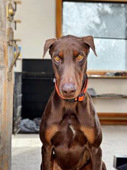 Doberman Pinscher Dogs Available for Adoption - Apollo  | PetCurious
